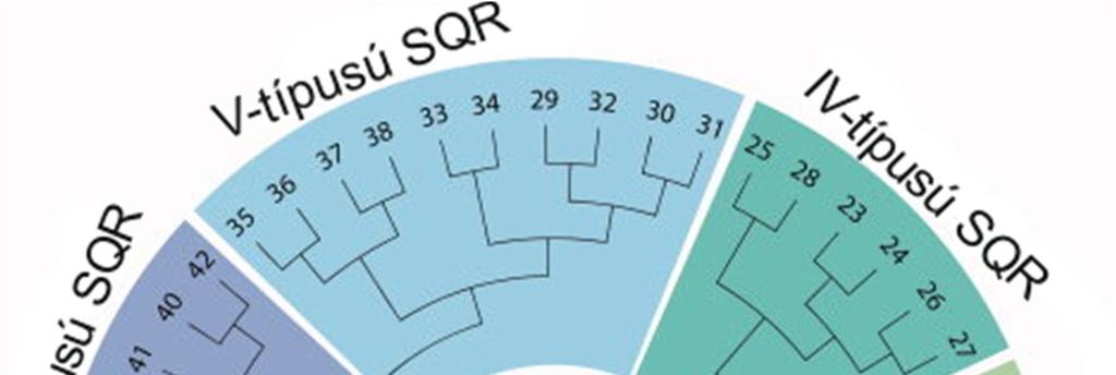 2. Ábra: Szulfid kinon oxidoreduktázok osztályozása. Az I.-típusú SQR-ek közé tartoznak általában a cianobaktériumok SQR-ei. Ide tartoznak az A. ferrooxidans, A. aeolicus, R.