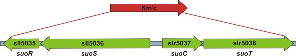 11. Ábra. A suorsct operon inaktiválása. A ΔsuoRSCT mutáns létrehozásához egy kanamicin rezisztenciát biztosító génre cseréltük a suorsct géneket. 4.