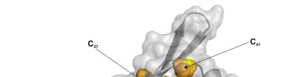 14. Ábra. A SuoR fehérje 3D modellje. A fehérje 3D szerkezetét a PDB adatbázisban található 3F6O szerkezet alapján alkottuk meg.