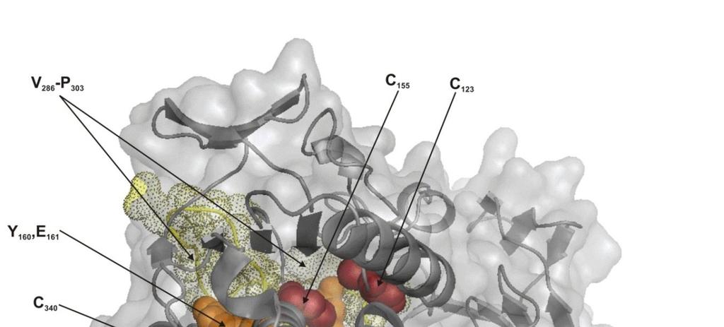 15. Ábra. A Synechocystis 6803 SuoS SQR fehérje homológia-modellezéssel felállított térszerkezete.