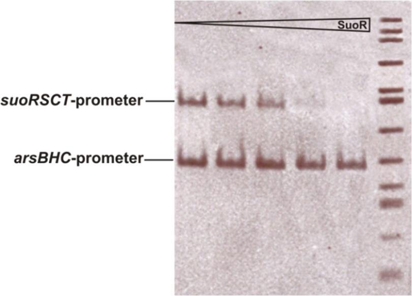 hatással az arsbhc operon promoterére. Nincsen tehát kimutatható kölcsönhatás a két operon szabályzása között, legalábbis a SuoR nincsen befolyással az arsbhc gének szabályzására.
