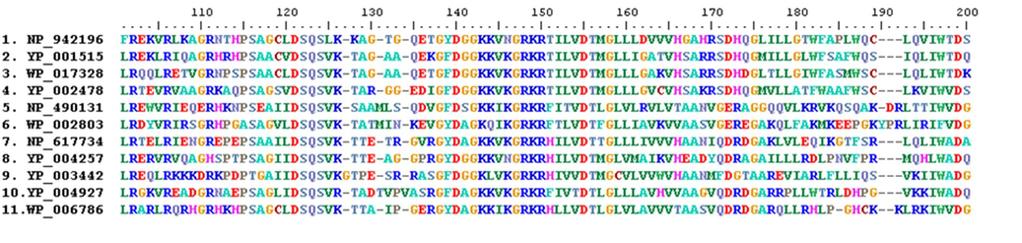 feltüntetve. 1. NP_942196 Synechocystis sp. PCC 6803 transzpozáz; 2.