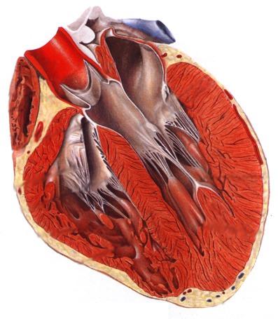 A. pulmonalis 1. A szív vázlatos felépítése 2. Koordinált összehúzódás 3.