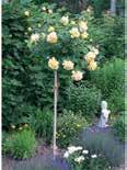 krizantém Ft/db, többféle, 23 cm-es cserépben 1 490 Ft 17 cm-es cserépben