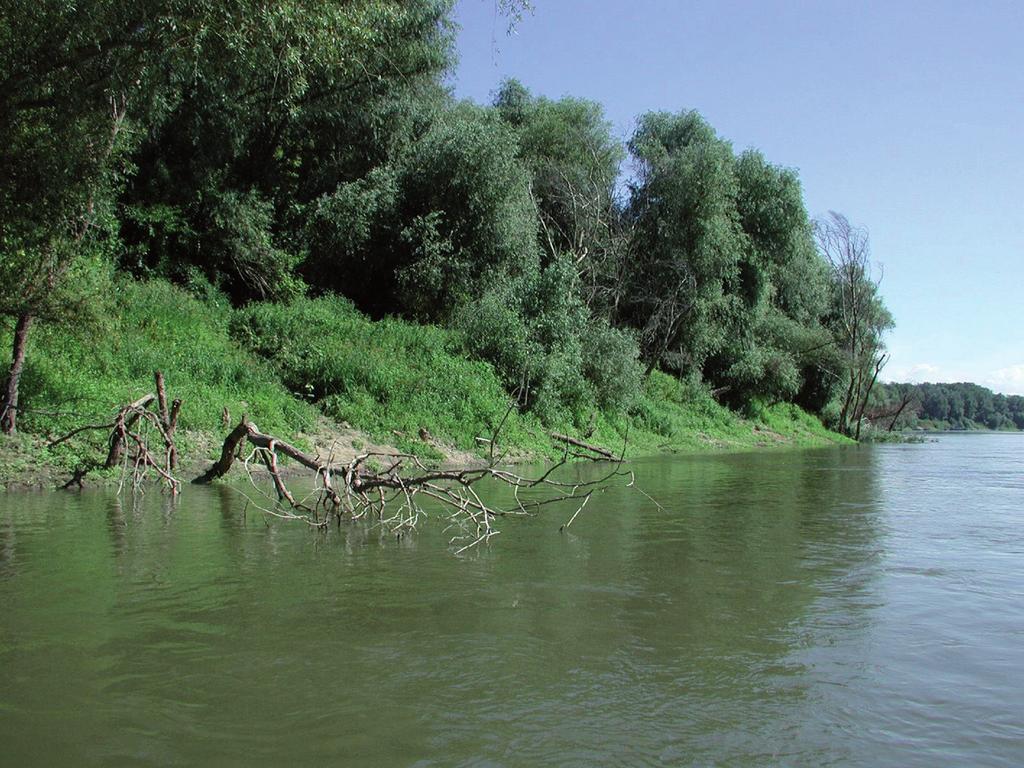 2. kép. A folyók mederszelvényeinek feliszapolódását kiemelkedő módon elősegíti a hullámtérben hihetetlen mértékben elszaporodott, az árhullámok szabad lefolyását gátló növényzet.