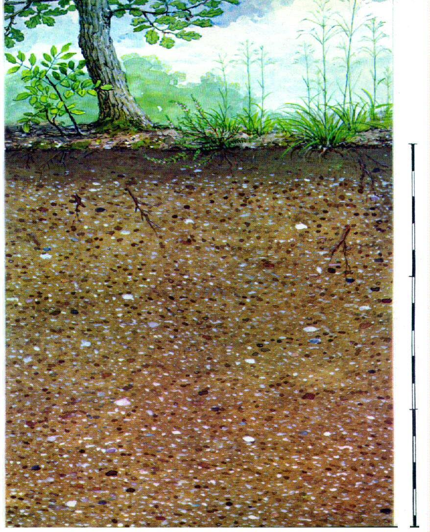 Jellemző tulajdonságok A A kavicsréteget borító kisebb-nagyobb mértékben humuszosodott, iszapos réteg, esetleg lösztakaró (0-15 cm).