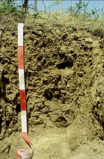 Humuszkarbonát talaj A talajképző kőzet felé rövid átmenetet mutató humuszos szint.