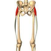 qadratus lumborum egyes rostjai m.