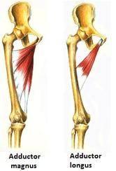 latissimus dorsi m.