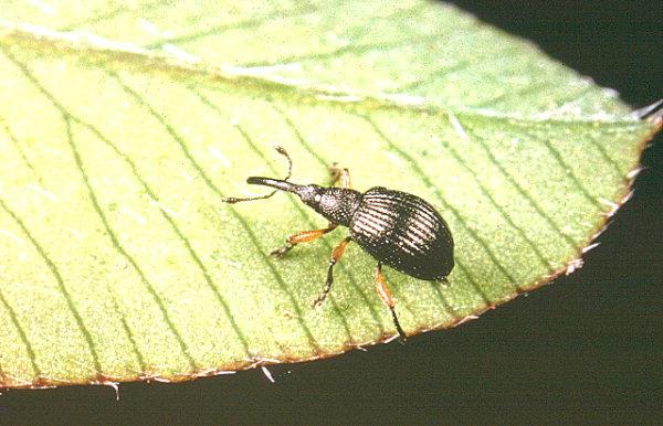 Növényvédelmi állattan gyakorlatok 4. gyakorlat Coleoptera III. Lepidoptera I. Összeállította: Nagy Antal PhD, DE-MÉK Növényvédelmi Intézet, 2011.