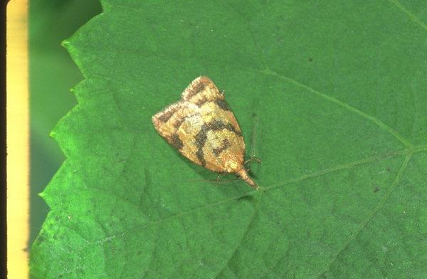 Familia: Tortricidae sodrómolyok (Egynemzedékes rügy és levélsodrók) Sparganothis pilleriana szőlőilonca jell: 20-25 mm.