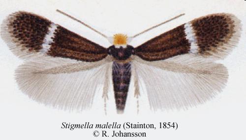 Familia: Nepticulidae törpemolyok Nepticula malella almalevél-törpemoly jell: ~ 2 mm.