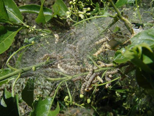 Familia: Hyponomeutidae pókhálós molyok Hyponomeuta padellus pókhálós szilvamoly jell: Szárnyfesztávolsága ~ 2 cm.