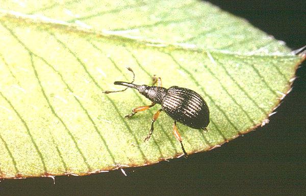 Növényvédelmi állattan gyakorlatok 4. gyakorlat Coleoptera III. Lepidoptera I.