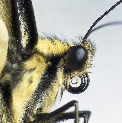 Ordo: Lepidoptera lepkék - Pödörnyelv (glossa): módosult rágó szájszerv, amely nektár és egyéb folyadékfogyasztásra specializálódott; (galea eredetű) - Aphagia: