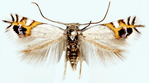 Familia: Leucopteridae fehérszárnyú molyok Leucoptera malifoliella lombosfa-fehérmoly jell: 2,5-3 mm.