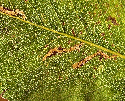 Recurvaria nanella kis vörös rügymoly jell: 4-5 mm. Első szárny alapszíne fehéres-szürke, fekete mintázattal, rojtja fehéres. életm.: univoltin.