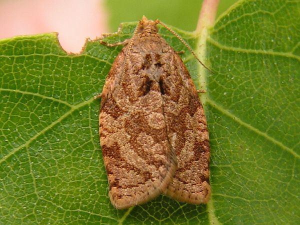 Familia: Tortricidae sodrómolyok (Többnemzedékes rügy és levélsodrók) Adoxophyes orana (reticulana) almailonca jell: 7-11