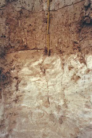 A feltárásban a mi MF 1 talajunknak megfelelő felső csernozjom és alsó erdei talaj ( Stillfried B talajkomplexum)