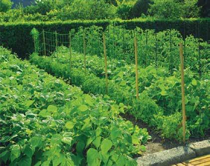 KERTÉSZKEDÉS NÖVÉNYKAPOCS NORTENE TOMATOCLIPS Omega rögzítő paradicsomszár karóhoz rögzítéséhez Más lágyszárú növények stabilan tartásához is Műanyag, zöld