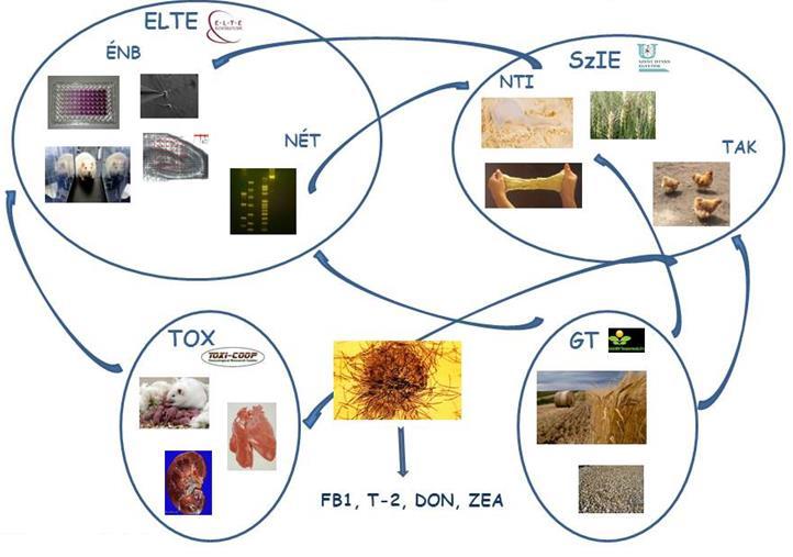 A gabona Fusarium fertőzöttségét befolyásoló hatások feltárása, a