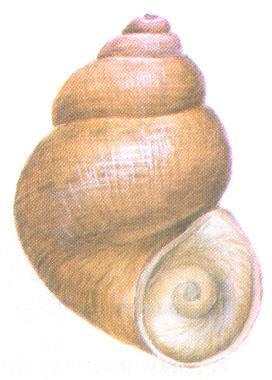 Rend: Hypsogastropoda (Mesogastropoda) Család: Pomatiasidae szárazföldi ajtóscsigák kopoltyújuk