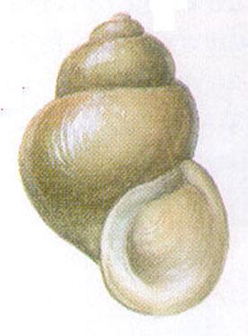 Bythinella (Sadleriana) pannonica - patakcsiga Mészkőhegységek forrásaiban, patakjaiban él.