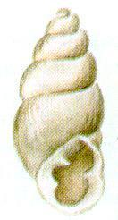 RÉGI RENDSZER Alosztály: Pulmonata - tüdőscsigák Rend: Archaeopulmonata ős-tüdőscsigák Család: Ellobiidae Carychium minimum kétéltű csiga 2 mm magas, egy pár tentaculuma van, mocsaras helyeken él