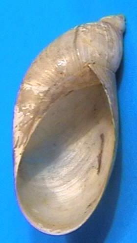 Succineidae borostyánkőcsigák extrém