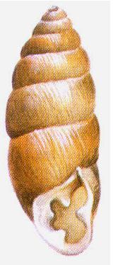 Enidae - csavarcsigák Chondrula