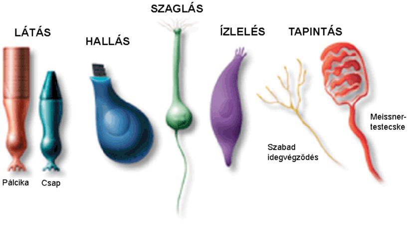 információt a központi idegrendszerbe.