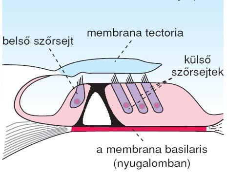 A Corti-féle szerv működése Belső szőrsejtek: Mechanoelektromos transzdukció A