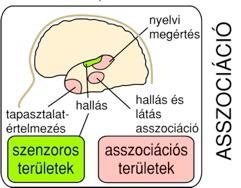 Mérhető jel Ingertől az érzetig