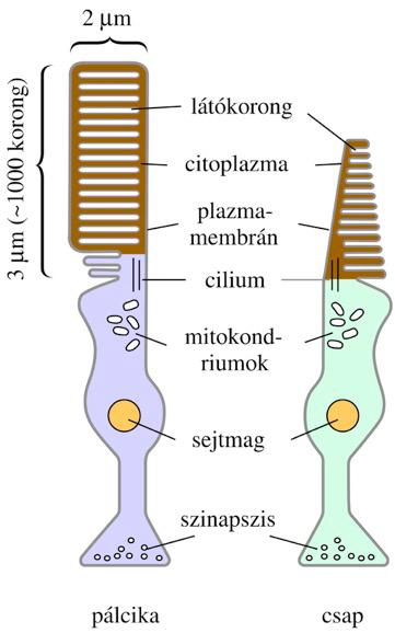 Kis fényintenzitást képes érzékelni (optimális esetben