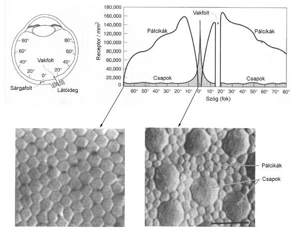 Fotoreceptor eloszlás a retinán A fotoreceptor-sűrűség meghatározza a szem biológiai feloldóképességét Tárgy Receptorokra eső kép ~2μm Látásérzet Feloldás feltétele: