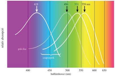A színérzékelés alapja Additív színkódolás Bármely szín kikeverhető a három alapszín