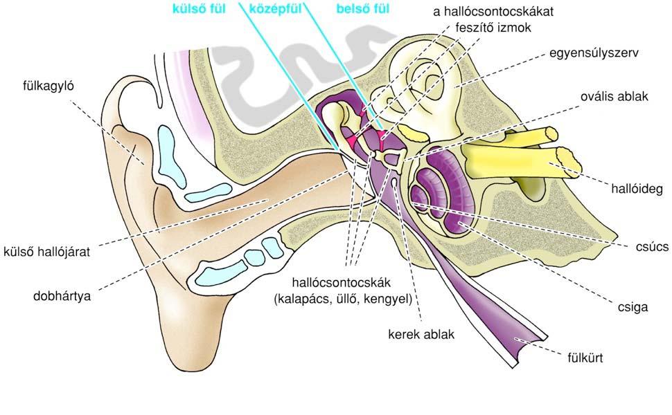 egyszerűsített vázlata Külső fül: hanggyűjtő Fülkagyló A