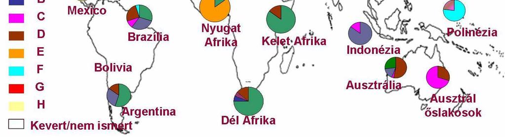 A genotípusokat a teljes genomszekvencia minimum 8 %-os, vagy a felületi fehérjét kódoló régió minimum 4 %-os eltérése alapján különítik el. 4. ábra. A genotípusok földrajzi eloszlása.