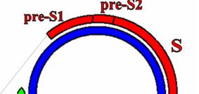 4.2.4.3. PCR HBV molekuláris vizsgálatokhoz 11. ábra. A HBV molekuláris vizsgálatokhoz használt primerek genomon való helyzete. 4. táblázat.