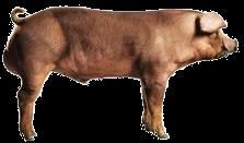 termelés Duroc