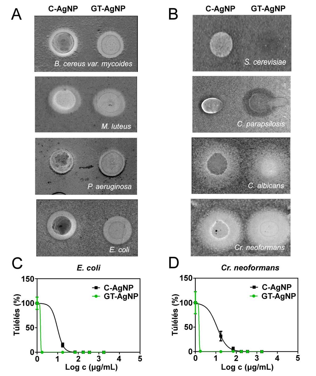 Eredmények és értékelésük 5.22. ábra. A növányi kivonatokkal előállított ezüst nanorészecskék antimikrobiális aktivitása. Agar diffúziós módszer (A-B): A lemezeket B. cereus var. mycoides, M.