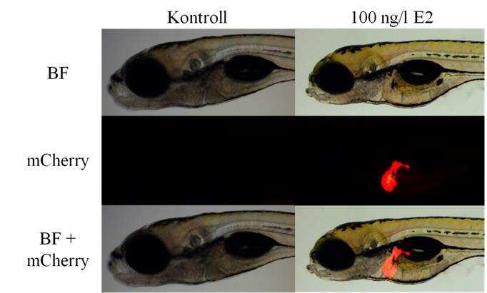 EDC biomarker zebradánió vonal kifejlesztése és validálása Vtg1:mCherry transzgenikus zebradánió vonal Májspecifikus fluoreszcens jel EDC vegyületekre, amely