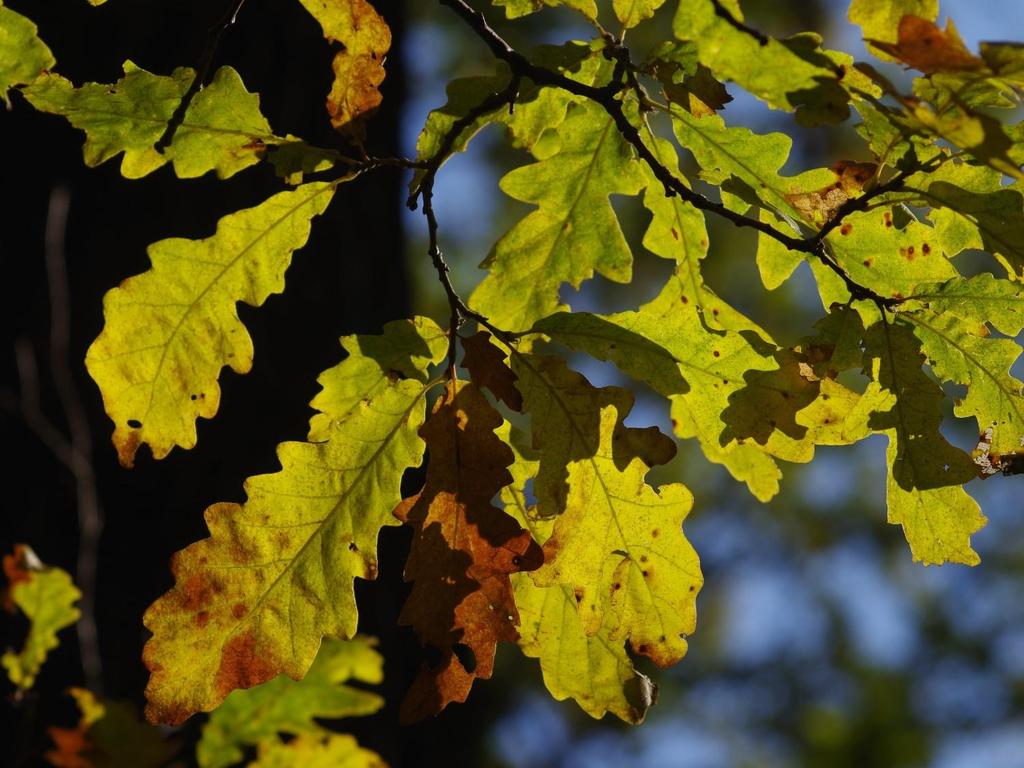 A hazai Natura 2000 hálózat