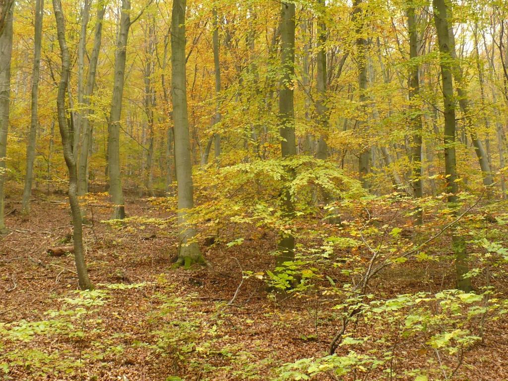 II. A Natura 2000