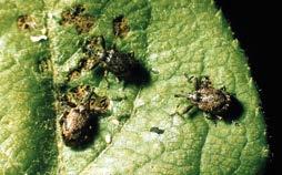 ÂÂBimbólikasztó bogár (Anthonomus pomorum) A száraz, meleg időjárás és vontatott kitavaszodás esetén előálló elhúzódó virágzás fokozott kártételi veszélyt jelent.