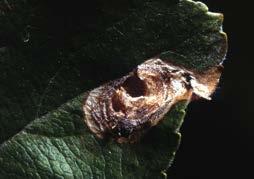 ÂÂAlmalevél-sátorosmoly (Phyllonorycter corylifoliella) Aknájának kezdeti része vörösesbarna, ezüstösen csillog.