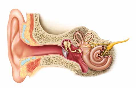 A halláscsökkenés lehetséges okai A halláscsökkenés következményei A fület három részre oszthatjuk: a külsőfülre, a közép és a belsőfülre.