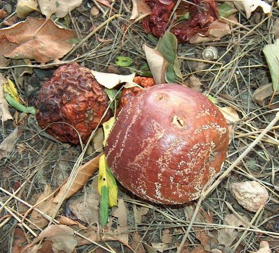 Az alma/körte moniliniás betegsége A betegség elsősorban gyümölcsrothadást okoz Gyümölcsön, seb körül egyre nagyobbodó barna rothadó folt Körkörösen elhelyezkedő okkersárga 1-2 mm átm.