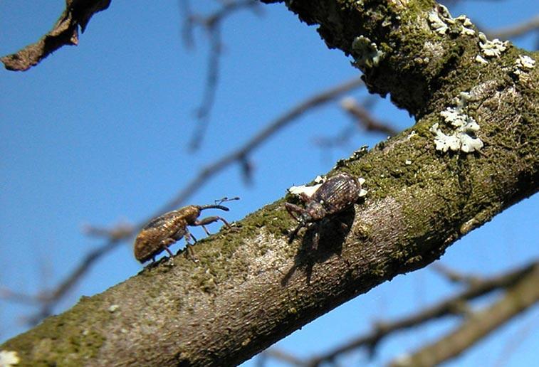 Bimbólikasztó bogár T=bogár a