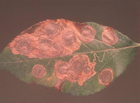 Lombosfa-fehérmoly levélaknái (fonákra tojást rak, aknát készít, felszakítja, selyemszálon